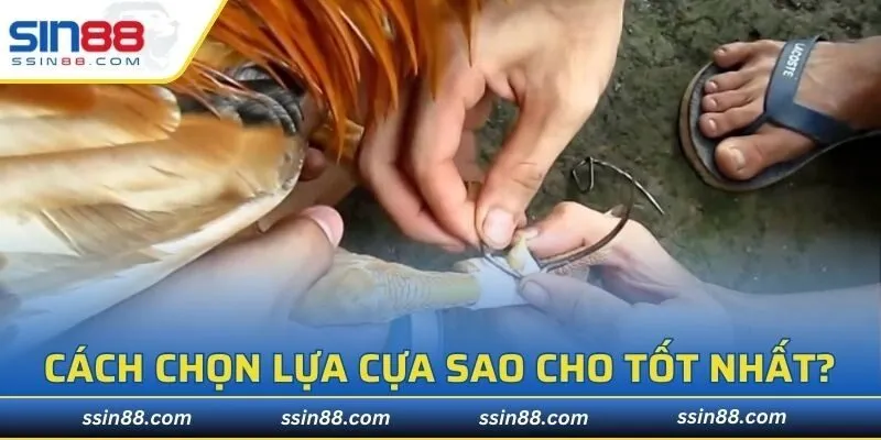 Đá gà cựa sắt đòi hỏi những chiến kê phải có khả năng tấn công