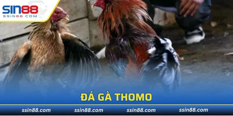Đá Gà Thomo