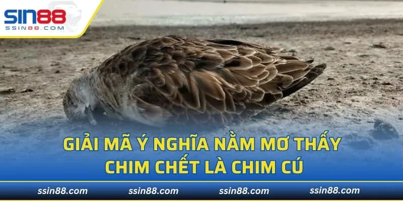Giải mã ý nghĩa nằm mơ thấy chim chết là chim cú